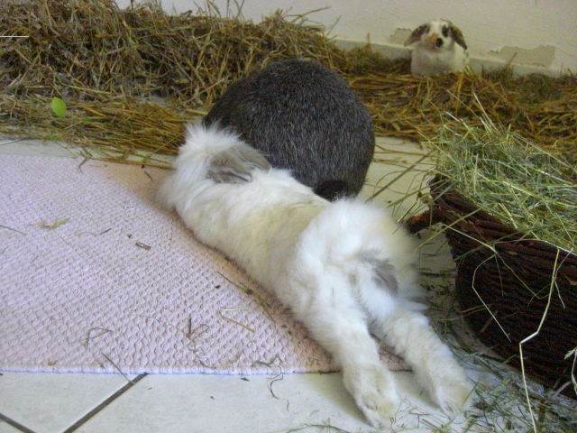Klicke auf die Grafik fr eine grere Ansicht

Name:	Kaninchen und Infostand 062.jpg
Hits:	0
Gre:	59,7 KB
ID:	42763