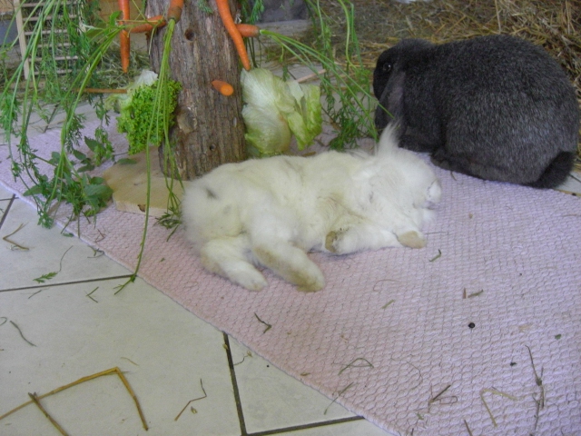 Klicke auf die Grafik fr eine grere Ansicht

Name:	Kaninchen und Infostand 082.jpg
Hits:	0
Gre:	50,5 KB
ID:	42766