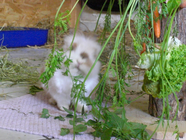 Klicke auf die Grafik fr eine grere Ansicht

Name:	Kaninchen und Infostand 087.jpg
Hits:	0
Gre:	61,8 KB
ID:	42769