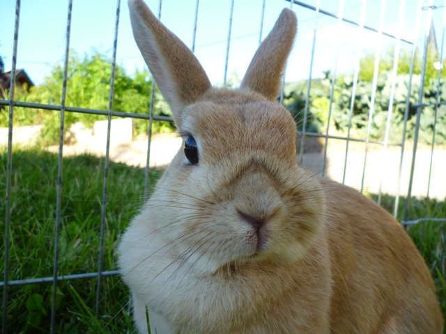 Klicke auf die Grafik fr eine grere Ansicht

Name:	Vermittlung Nala 3.jpg
Hits:	3
Gre:	44,8 KB
ID:	43985