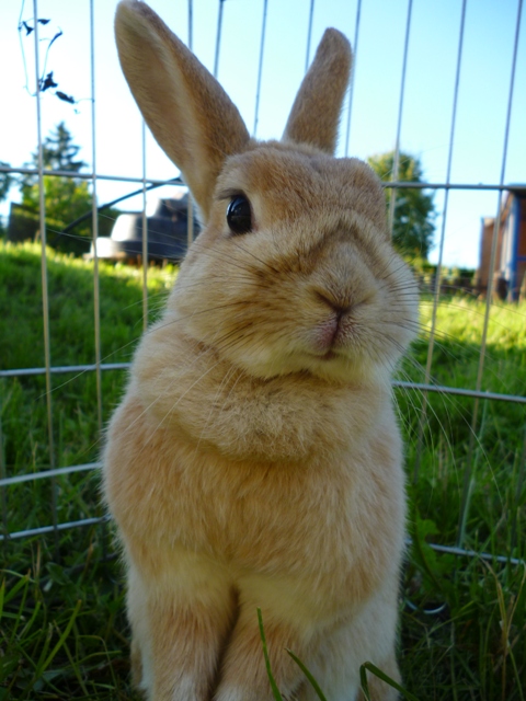 Klicke auf die Grafik fr eine grere Ansicht

Name:	Vermittlung Nala 4.jpg
Hits:	5
Gre:	38,5 KB
ID:	43986