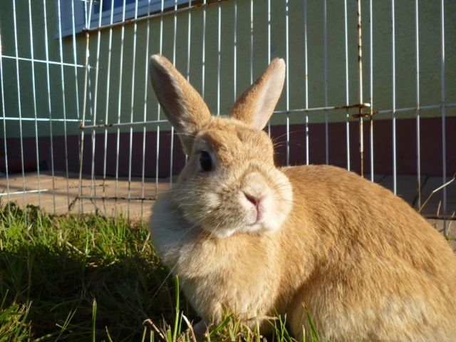 Klicke auf die Grafik fr eine grere Ansicht

Name:	Vermittlung Nala 2.jpg
Hits:	4
Gre:	52,3 KB
ID:	43987