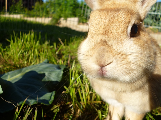 Klicke auf die Grafik fr eine grere Ansicht

Name:	Vermittlung NAla.jpg
Hits:	5
Gre:	48,4 KB
ID:	43988