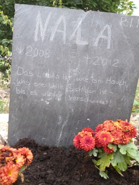 Klicke auf die Grafik fr eine grere Ansicht

Name:	Nala 2.jpg
Hits:	0
Gre:	47,8 KB
ID:	46386
