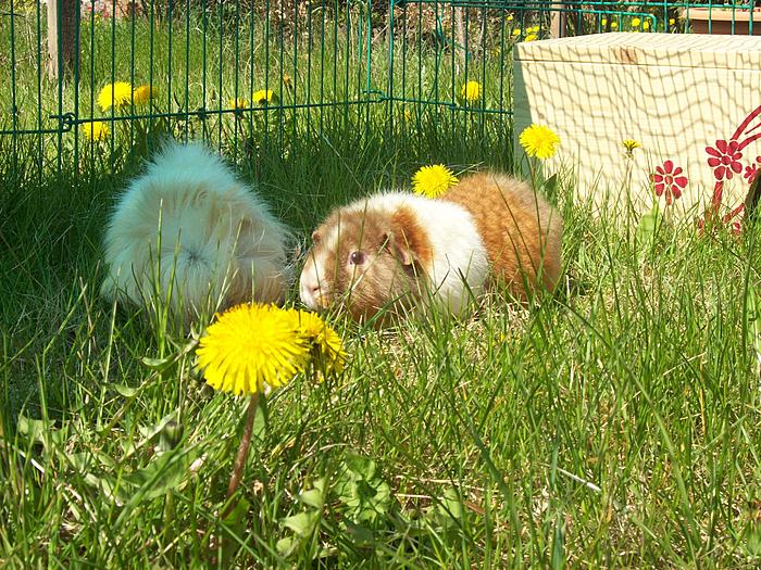 Klicke auf die Grafik fr eine grere Ansicht

Name:	102_2566.jpg
Hits:	0
Gre:	134,0 KB
ID:	46599