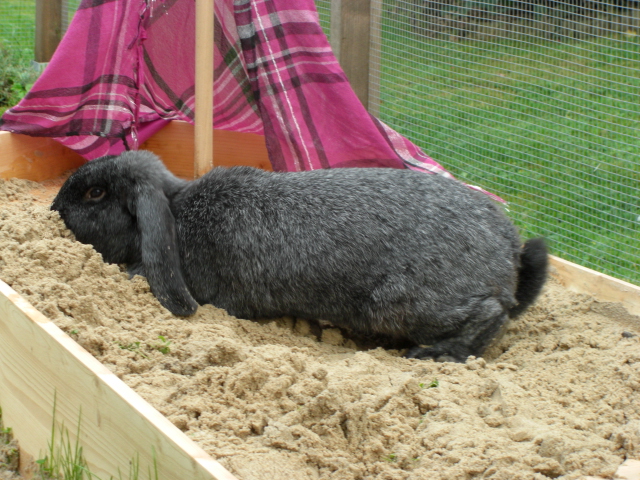 Klicke auf die Grafik fr eine grere Ansicht

Name:	Tierchen und Flohmarkt 008.jpg
Hits:	0
Gre:	66,8 KB
ID:	47085