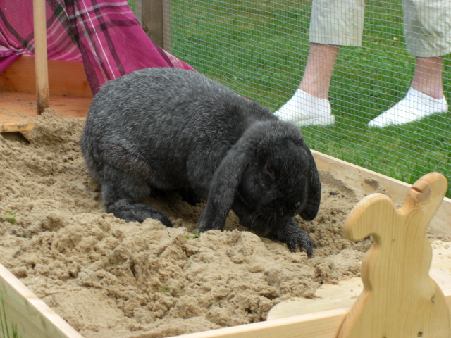 Klicke auf die Grafik fr eine grere Ansicht

Name:	Tierchen und Flohmarkt 011.jpg
Hits:	0
Gre:	60,1 KB
ID:	47086