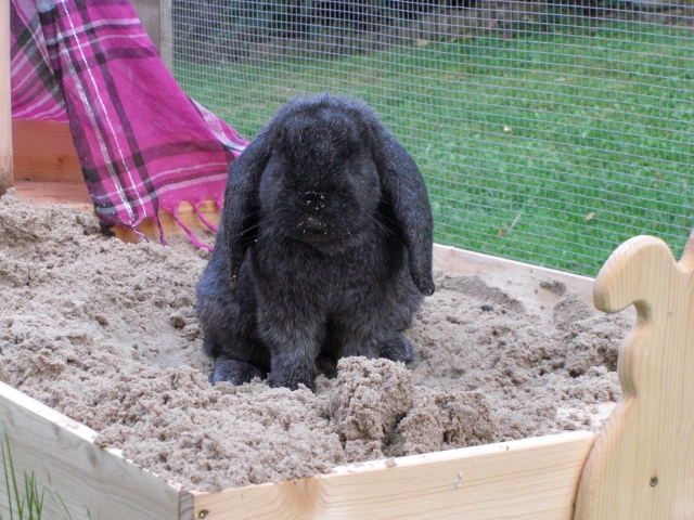 Klicke auf die Grafik fr eine grere Ansicht

Name:	Tierchen und Flohmarkt 016.jpg
Hits:	0
Gre:	65,8 KB
ID:	47088