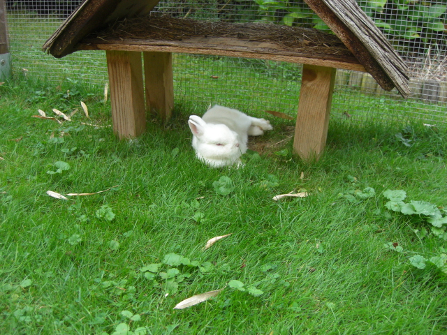 Klicke auf die Grafik fr eine grere Ansicht

Name:	Tierchen und Flohmarkt 021.jpg
Hits:	0
Gre:	77,6 KB
ID:	47090