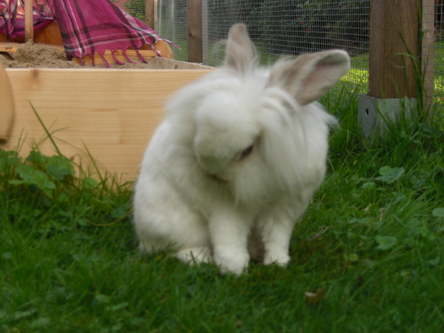 Klicke auf die Grafik fr eine grere Ansicht

Name:	Tierchen und Flohmarkt 023.jpg
Hits:	0
Gre:	40,2 KB
ID:	47091