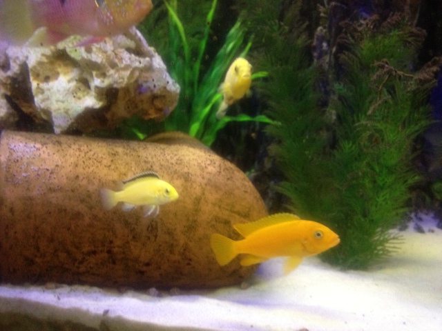 Klicke auf die Grafik fr eine grere Ansicht

Name:	Yellows und Weib vom Kaiser.JPG
Hits:	37
Gre:	124,0 KB
ID:	53336