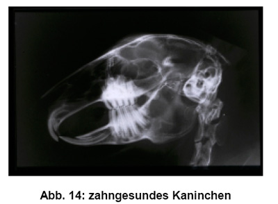 Klicke auf die Grafik fr eine grere Ansicht

Name:	kaninchen-gesund.jpg
Hits:	152
Gre:	23,6 KB
ID:	5543