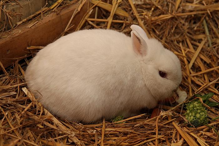 Klicke auf die Grafik fr eine grere Ansicht

Name:	Tiere drauen 19.jpg
Hits:	1
Gre:	65,2 KB
ID:	62739