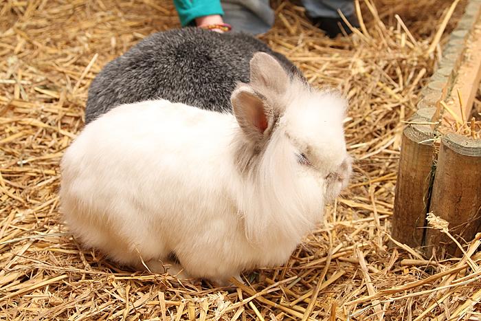 Klicke auf die Grafik fr eine grere Ansicht

Name:	Tiere drauen 13.jpg
Hits:	0
Gre:	83,5 KB
ID:	62742