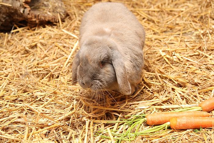 Klicke auf die Grafik fr eine grere Ansicht

Name:	Tiere drauen 16.jpg
Hits:	0
Gre:	98,1 KB
ID:	62743