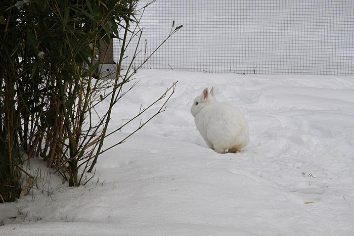 Klicke auf die Grafik fr eine grere Ansicht

Name:	Tiere drauen 8.jpg
Hits:	0
Gre:	56,8 KB
ID:	62748