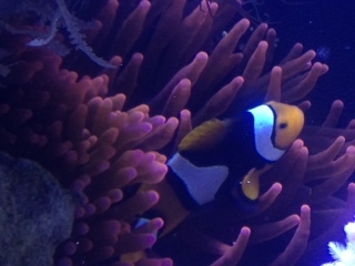 Klicke auf die Grafik fr eine grere Ansicht

Name:	nemo.JPG
Hits:	18
Gre:	46,7 KB
ID:	72597