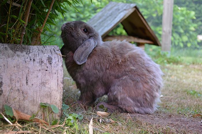 Klicke auf die Grafik fr eine grere Ansicht

Name:	Merlin, Fee und Lilly, sowie meine Stinker 014.jpg
Hits:	0
Gre:	69,3 KB
ID:	75167
