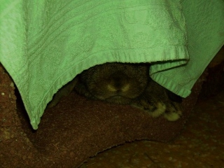 Klicke auf die Grafik fr eine grere Ansicht

Name:	joschi versteckt sich (320x240).jpg
Hits:	20
Gre:	68,3 KB
ID:	81292