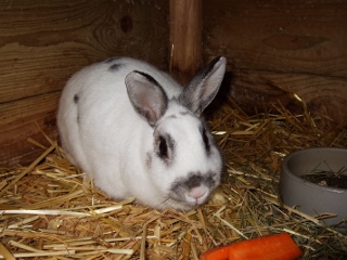 Klicke auf die Grafik fr eine grere Ansicht

Name:	kaninchen_003 (320x240).jpg
Hits:	20
Gre:	73,9 KB
ID:	81295