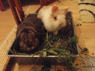 Klicke auf die Grafik fr eine grere Ansicht

Name:	Joschi und Kallinchen (320x240).jpg
Hits:	20
Gre:	92,2 KB
ID:	81296