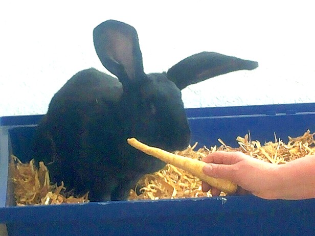 Klicke auf die Grafik für eine größere Ansicht
Name:	pastinak.JPG
Hits:	3
Größe:	65,2 KB
ID:	86939