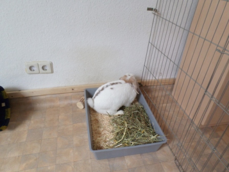 Klicke auf die Grafik fr eine grere Ansicht

Name:	Pipi.JPG
Hits:	128
Gre:	99,3 KB
ID:	97238