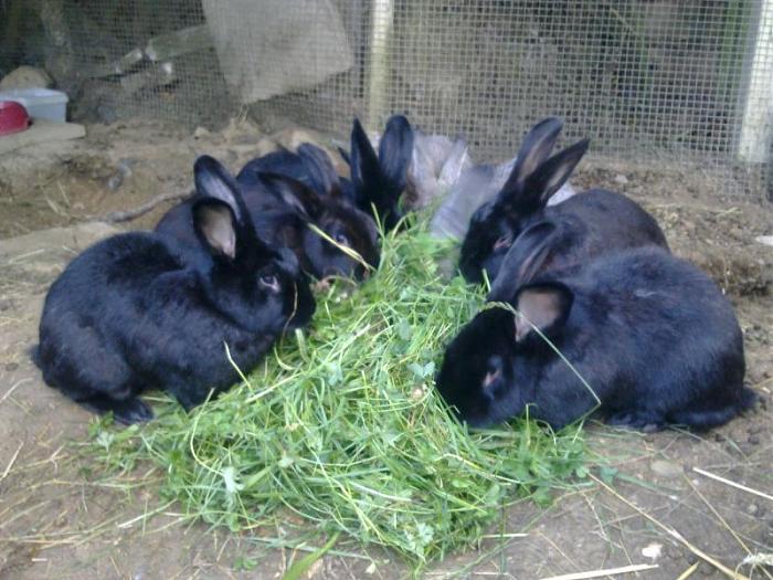 Klicke auf die Grafik für eine größere Ansicht
Name:	Bild0398.jpg
Hits:	118
Größe:	79,2 KB
ID:	15621