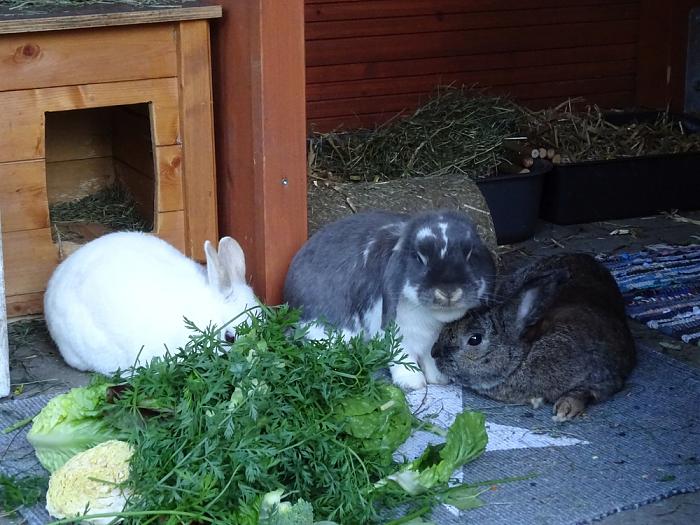 Klicke auf die Grafik für eine größere Ansicht
Name: DSC02723_1000_750.jpg
Hits: 1
Größe: 104,4 KB
ID: 208665