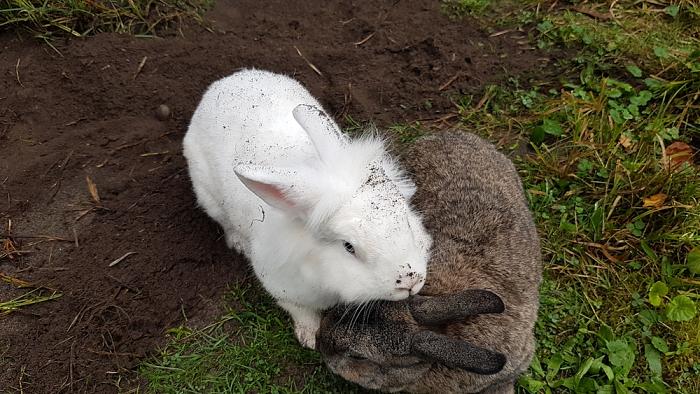 Klicke auf die Grafik für eine größere Ansicht
Name: 20201007_090753_1000_563.jpg
Hits: 0
Größe: 109,8 KB
ID: 208671