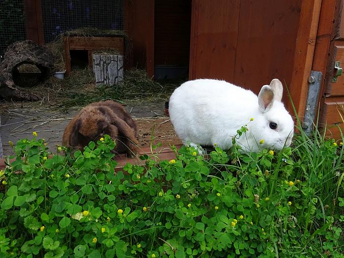 Klicke auf die Grafik für eine größere Ansicht
Name: DSC00003.jpg
Hits: 1
Größe: 92,3 KB
ID: 162782