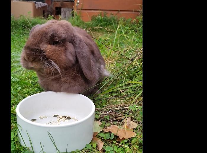 Klicke auf die Grafik für eine größere Ansicht
Name: Brownie1.jpg
Hits: 1
Größe: 58,4 KB
ID: 162793