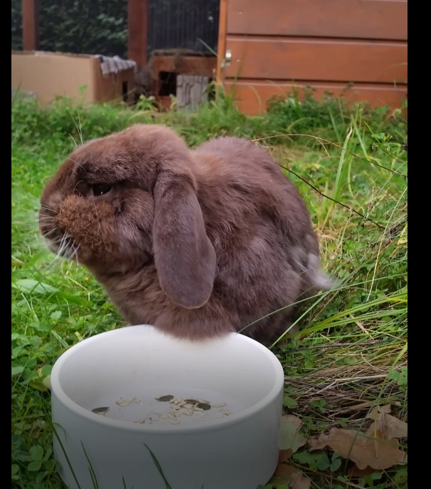 Klicke auf die Grafik für eine größere Ansicht
Name: Brownie2.jpg
Hits: 1
Größe: 46,7 KB
ID: 162794