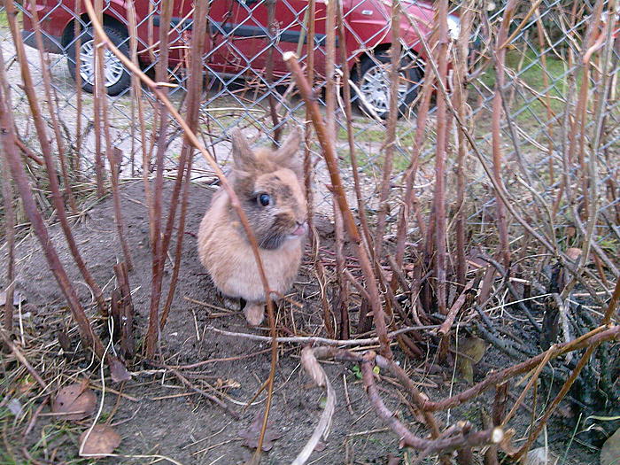 Klicke auf die Grafik für eine größere Ansicht
Name:	Foto-0083.jpg
Hits:	0
Größe:	128,8 KB
ID:	59291