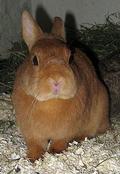 Avatar von Brummbr