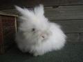 Avatar von sweet-little-bunny
