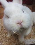 Avatar von hoppelfroh