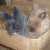 http://kaninchenschutzforum.de/image.php?type=sigpic&userid=7796&dateline=1423555808
