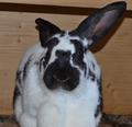Avatar von reiteralpe
