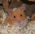 Avatar von Terrahamster